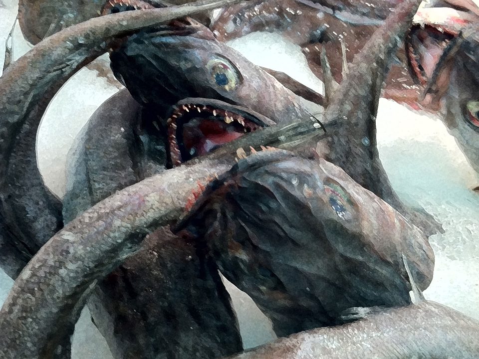 The day’s catch