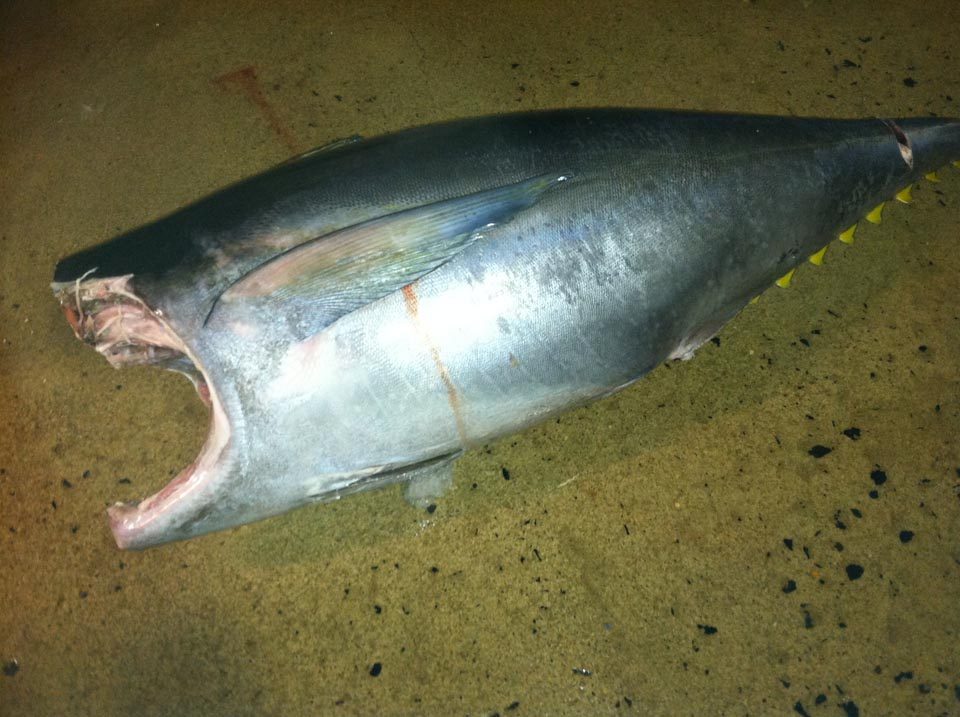 Tuna, fresh from the boat